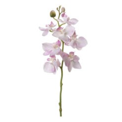 40cm magas orchidea 7 virággal, bimbókkal fehér és rózsaszín színben