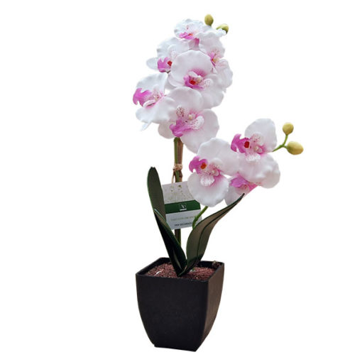 Fehér óriás orchidea fekete kaspóban 42cm